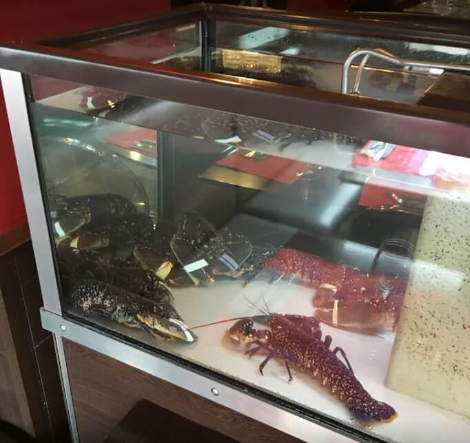 Vivier à homards du restaurant le Café Foutu Vivier à homards du restaurant le Café Foutu